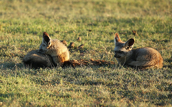 Bat-eared fox cubs - Masaï Mara