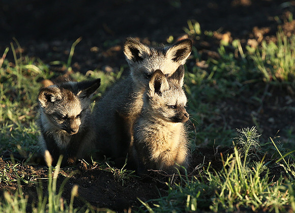 Bat-eared fox cubs - Masaï Mara