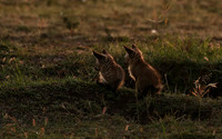 Bat-eared fox cubs - Masaï Mara
