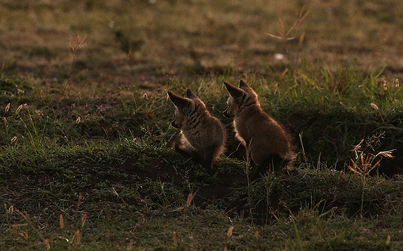 Bat-eared fox cubs - Masaï Mara