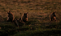 Bat-eared fox cubs - Masaï Mara