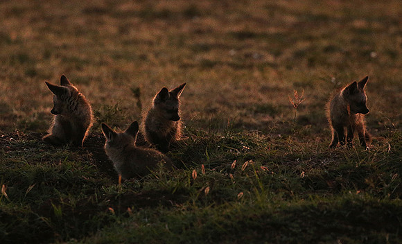 Bat-eared fox cubs - Masaï Mara