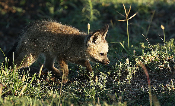 Bat-eared fox cubs - Masaï Mara
