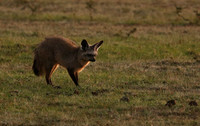 Bat-eared fox cubs - Masaï Mara