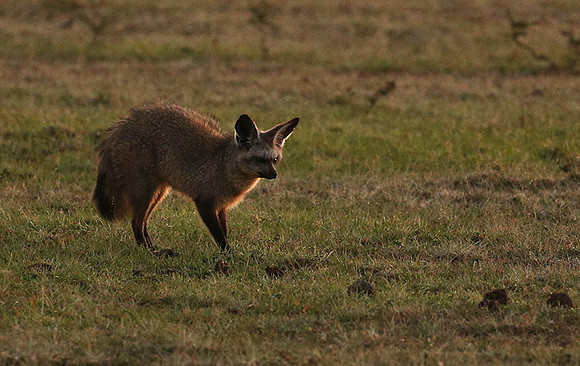 Bat-eared fox cubs - Masaï Mara