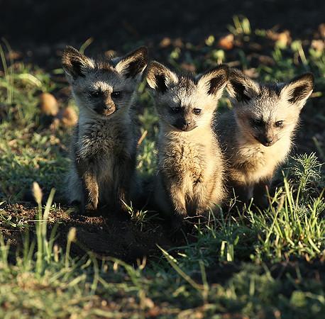 Bat-eared fox cubs - Masaï Mara