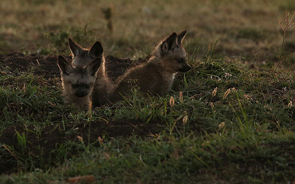 Bat-eared fox cubs - Masaï Mara