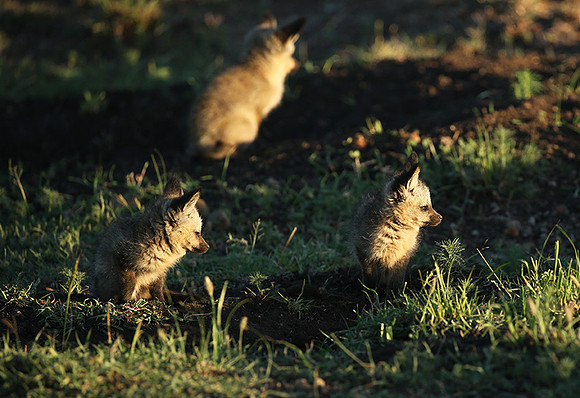 Bat-eared fox cubs - Masaï Mara