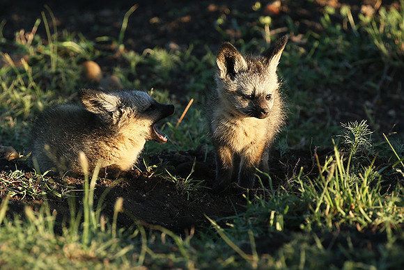 Bat-eared fox cubs - Masaï Mara