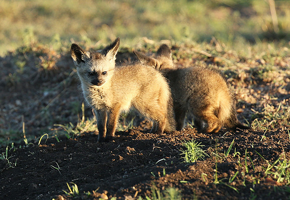 Bat-eared fox cubs - Masaï Mara