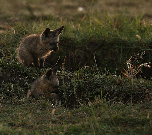 Bat-eared fox cubs - Masaï Mara