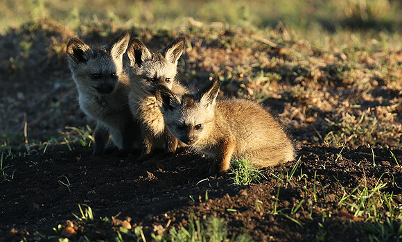 Bat-eared fox cubs - Masaï Mara