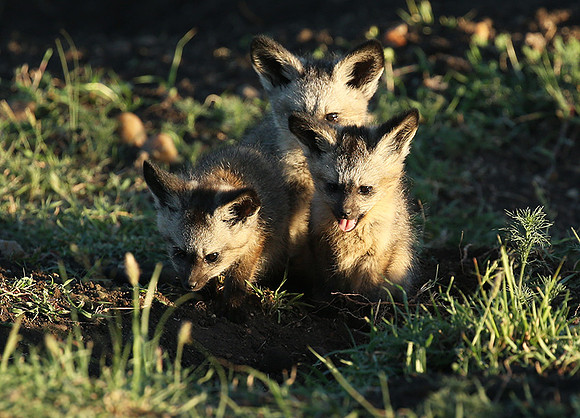 Bat-eared fox cubs - Masaï Mara