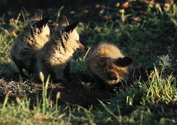 Bat-eared fox cubs - Masaï Mara