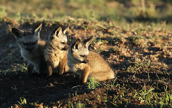 Bat-eared fox cubs - Masaï Mara