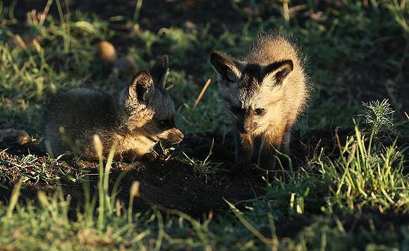 Bat-eared fox cubs - Masaï Mara