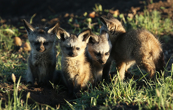 Bat-eared fox cubs - Masaï Mara