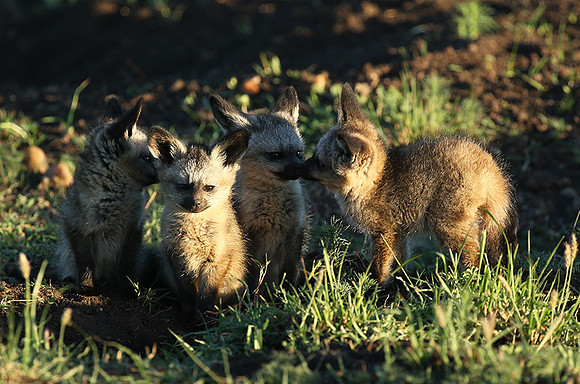 Bat-eared fox cubs - Masaï Mara