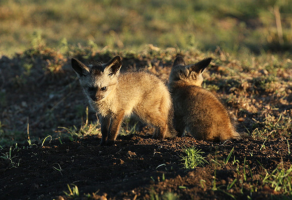 Bat-eared fox cubs - Masaï Mara