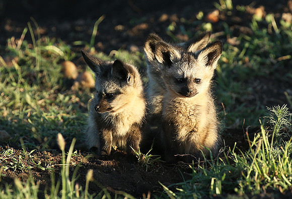 Bat-eared fox cubs - Masaï Mara