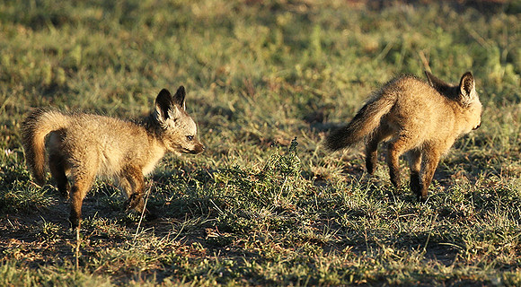 Bat-eared fox cubs - Masaï Mara