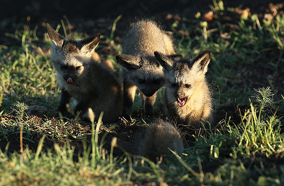 Bat-eared fox cubs - Masaï Mara