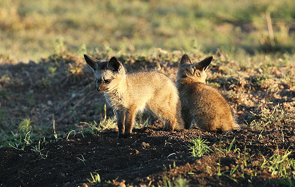Bat-eared fox cubs - Masaï Mara