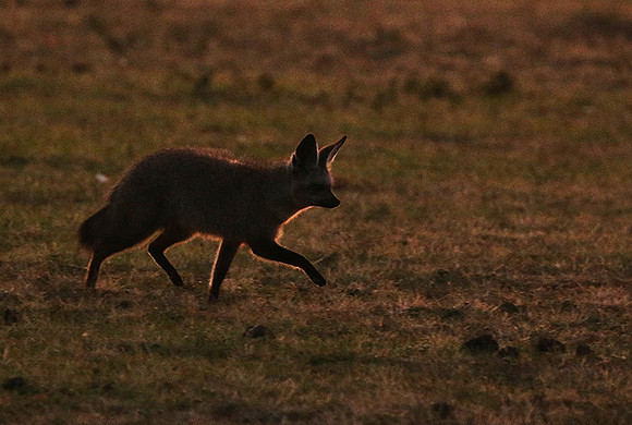 Bat-eared fox cubs - Masaï Mara