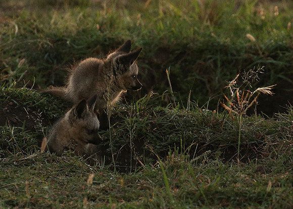 Bat-eared fox cubs - Masaï Mara
