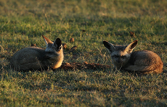 Bat-eared fox cubs - Masaï Mara
