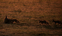 Bat-eared fox cubs - Masaï Mara