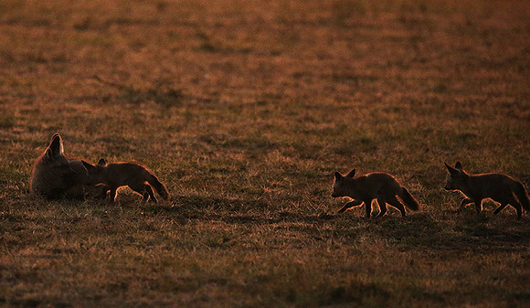 Bat-eared fox cubs - Masaï Mara