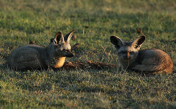 Bat-eared fox cubs - Masaï Mara