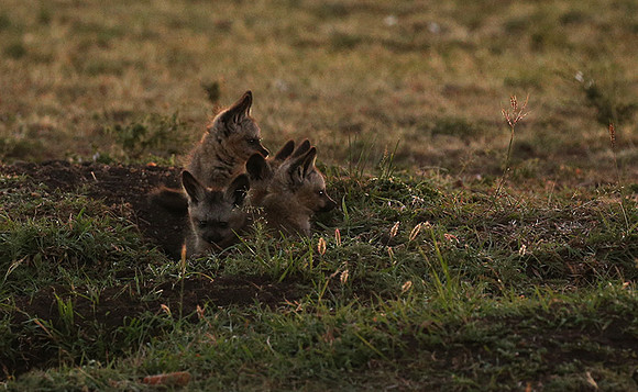 Bat-eared fox cubs - Masaï Mara