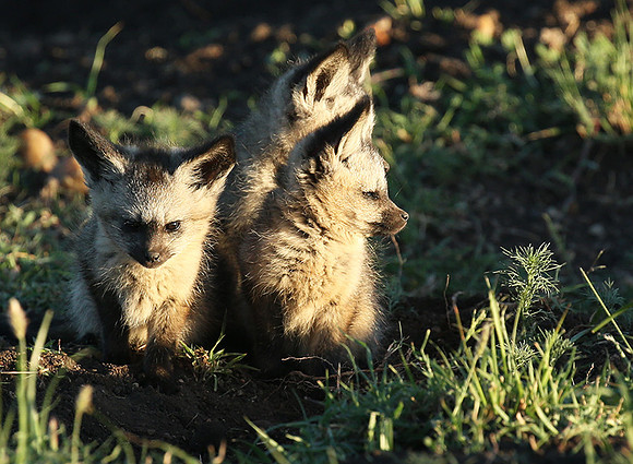 Bat-eared fox cubs - Masaï Mara