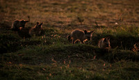 Bat-eared fox cubs - Masaï Mara