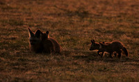 Bat-eared fox cubs - Masaï Mara