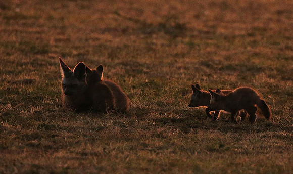 Bat-eared fox cubs - Masaï Mara
