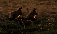 Bat-eared fox cubs - Masaï Mara