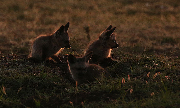 Bat-eared fox cubs - Masaï Mara
