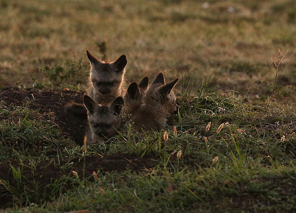 Bat-eared fox cubs - Masaï Mara