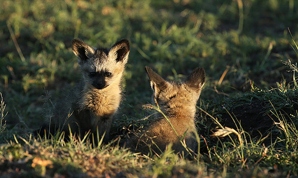 Bat-eared fox cubs - Masaï Mara