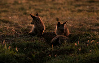 Bat-eared fox cubs - Masaï Mara