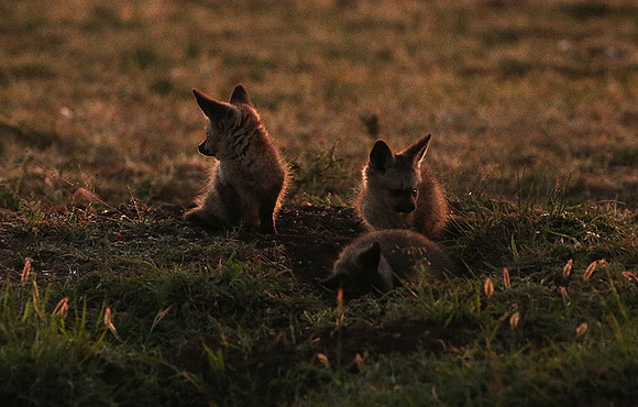 Bat-eared fox cubs - Masaï Mara