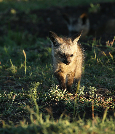 Bat-eared fox cubs - Masaï Mara