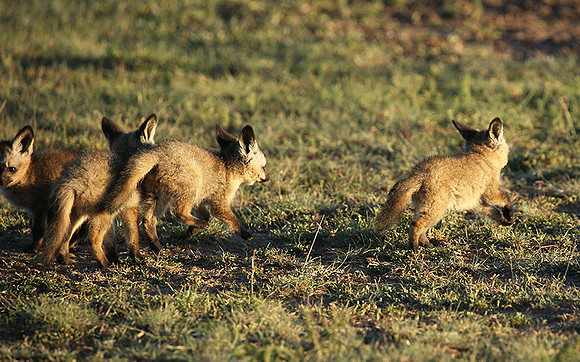 Bat-eared fox cubs - Masaï Mara
