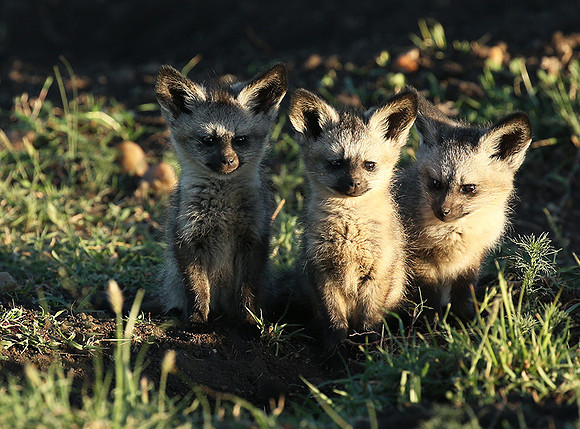 Bat-eared fox cubs - Masaï Mara