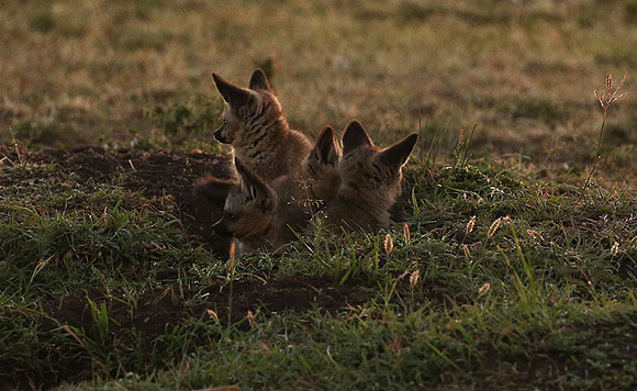 Bat-eared fox cubs - Masaï Mara