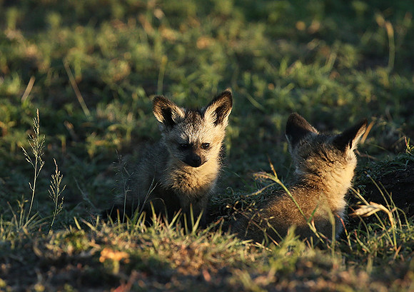 Bat-eared fox cubs - Masaï Mara