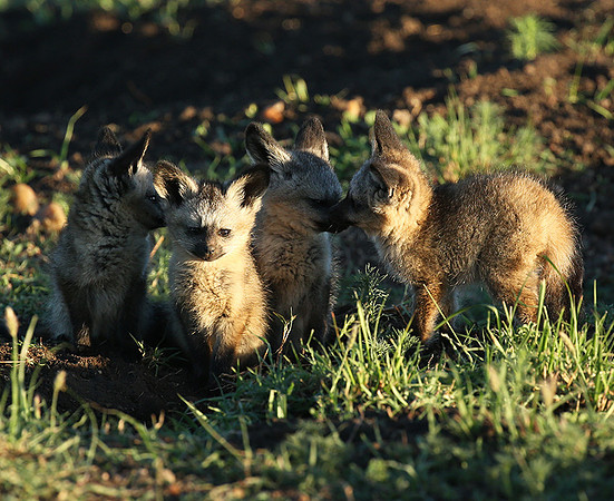 Bat-eared fox cubs - Masaï Mara